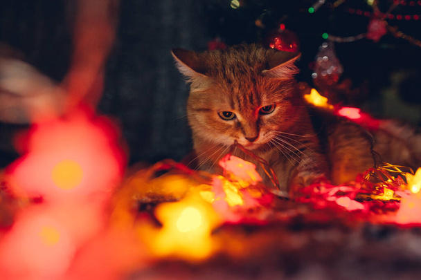 Kızıl kedi evdeki Noel ağacının altında ışıklı ışıklarla oynarken yakalandı. Noel ve yeni yıl kutlamaları yaramaz evcil hayvanlarla - Fotoğraf, Görsel