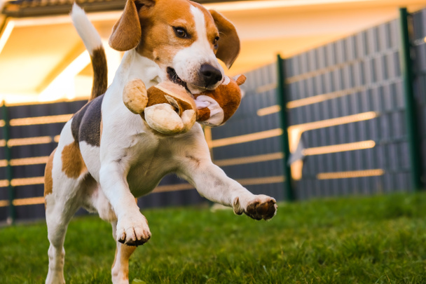 Happy Beagle dog playing fetch with owner on sunny evening in back garden. - Photo, Image