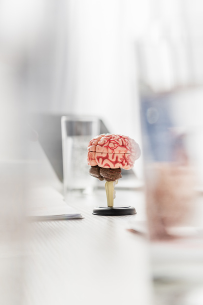 Brain anatomical model on table with blurred glasses of water on foreground - Фото, изображение