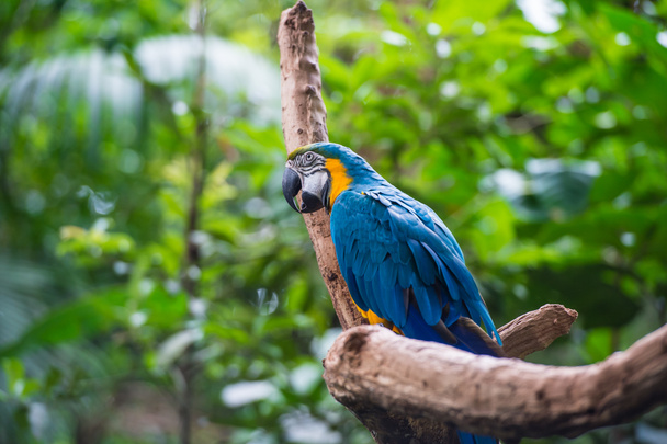 オウムの鳥公園、イグアスの滝、ブラジル  - 写真・画像