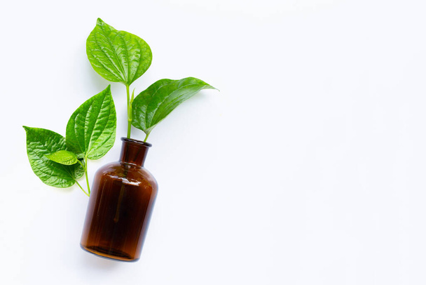 Piper sarmentosum или Wildbetal листовой куст с эфирной бутылкой масла на белом фоне. Копирование пространства - Фото, изображение