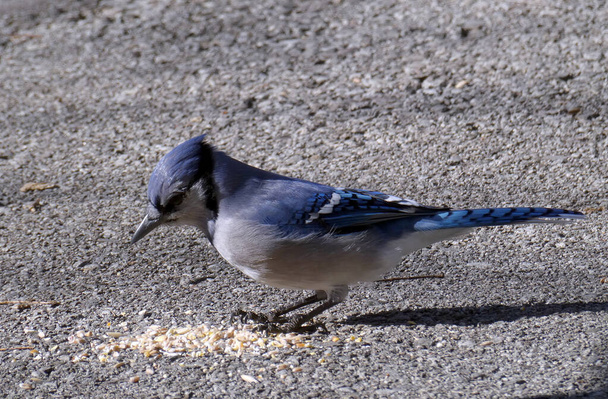 Gay azul comendo sementes no trilho - Foto, Imagem