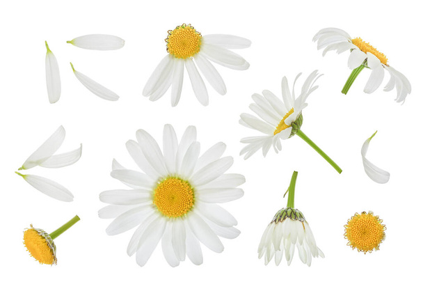Kamille oder Gänseblümchen isoliert auf weißem Hintergrund mit Schnittpfad und voller Schärfentiefe. Set oder Sammlung. - Foto, Bild