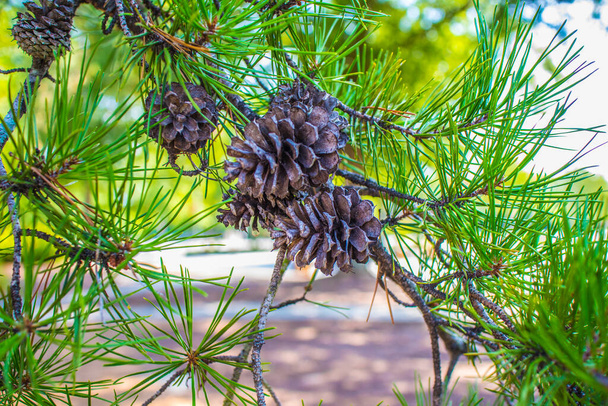 Cones de pinheiro em um pinheiro com folhagem verde no verão - Foto, Imagem