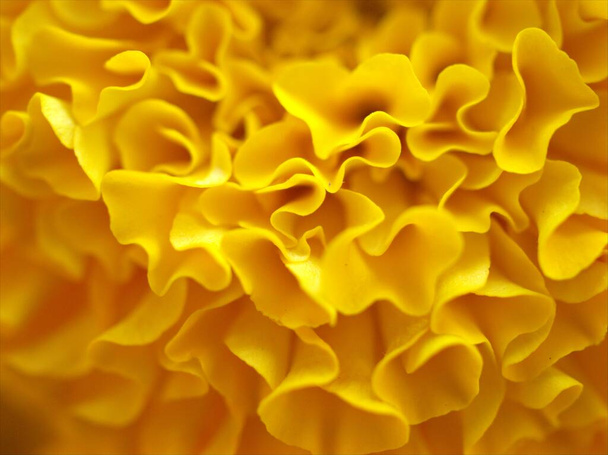 macro pétalos abstractos de caléndula mexicana amarilla, Tagrtes erecta, flor de Dahlia con enfoque suave y borrosa para el fondo o la textura, para el diseño de tarjetas - Foto, imagen