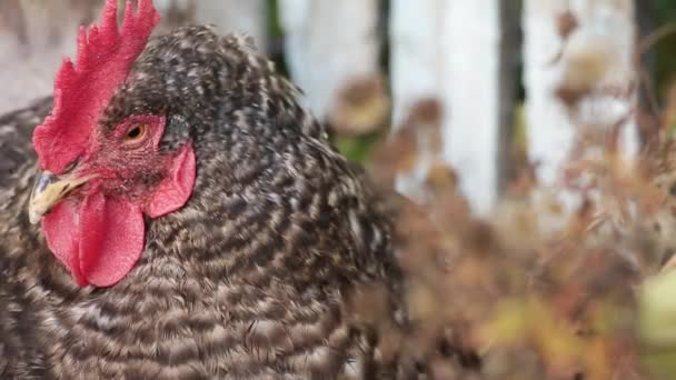 Domestico gallina addormentarsi in il cortile video primo piano - Filmati, video