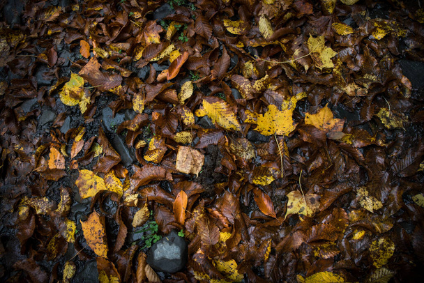 黄金の鮮やかな秋の森の中で地面に残します。カラフルな黄金の葉を持つ森。自然の屋外 - 写真・画像
