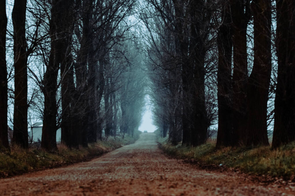 Un beau plan d'un sentier qui mène à travers une forêt brumeuse - Photo, image