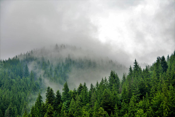 A beautiful shot of fog over the mountains after the rain - Фото, зображення