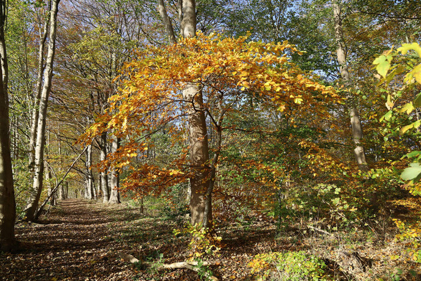 A beautiful small tree with yellow leaves in the middle of the forest - Photo, image