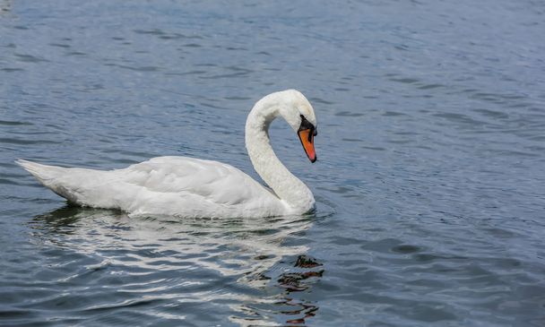 Gorgeous white swans in a lake. - Photo, Image