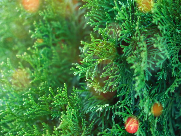 Evergreen thuja branches close up as a christmas background with little sparkles. - Photo, Image