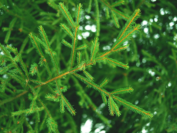 Evergreen fir tree branches close up as a christmas background. - Foto, Imagem