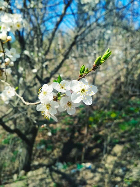 Kirschbaum in Blüte, natürlicher Hintergrund, jährlicher Frühling  - Foto, Bild
