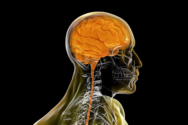 Cerveau humain à l'intérieur du crâne et du corps isolé sur fond noir, illustration 3D - Photo, image