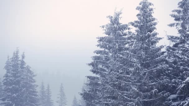 Gyönyörű bolyhos hó a faágakon. A hó gyönyörűen hullik a lucfenyő ágairól. Téli tündérmese, hófogságban lévő fák. Havazás téli felvételek videó - Felvétel, videó