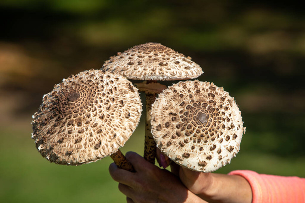 Ripe parasol mushroom Macrolepiota procera or Lepiota procera in the mushroom picker's hand - Photo, Image