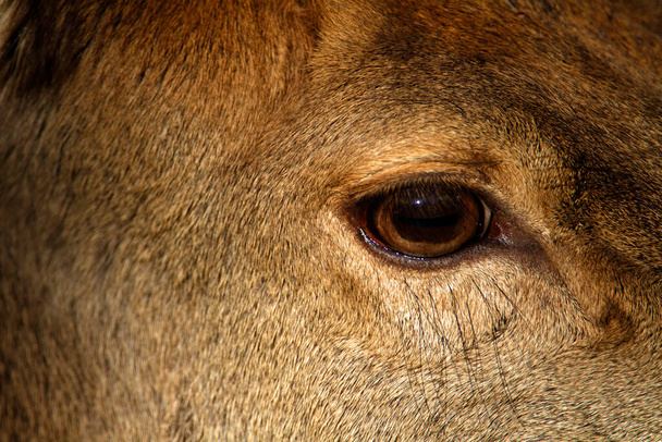 クロアチア・コパキ・リットの後ろの赤い鹿の頭部と目の肖像画 - 写真・画像