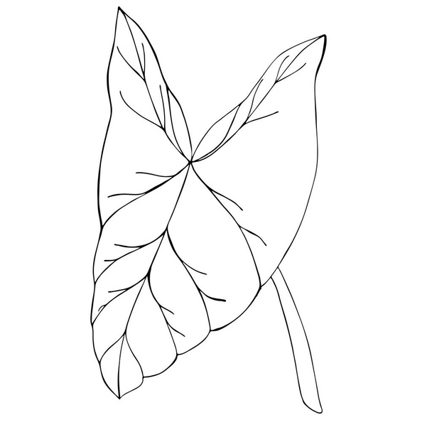 tropical leaf Nephthytis or Caladium Syngonium Podophyllum. Botanical illustration. Isolated on white. For the design of postcards, clothes, stationery, invitation cards. botanical sign, logo, label. - Vector, Image