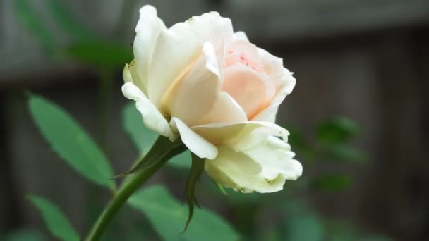 λευκό τριαντάφυλλο στο κοντινό πλάνο του κήπου. καλλιέργεια λουλουδιών. Κλείσε. επιλεκτική εστίαση - Πλάνα, βίντεο