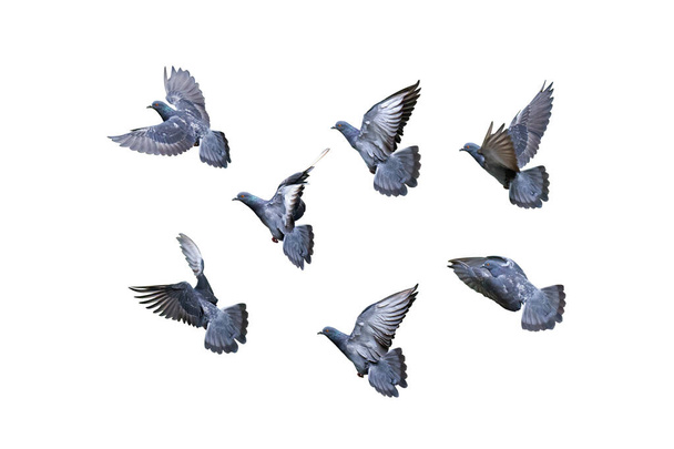 Bewegungsszene einer Gruppe von Felsentauben, die in der Luft fliegen, isoliert auf weißem Hintergrund mit Clipping Path - Foto, Bild