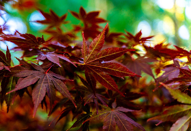 Listoví červeného japonského javoru známého také jako Acer palmatum. . Kvalitní fotografie - Fotografie, Obrázek
