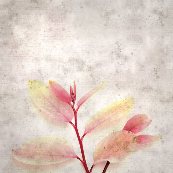 stylish textured old paper background with a twing of snowbush Breynia disticha with pink leaves - Foto, Imagen
