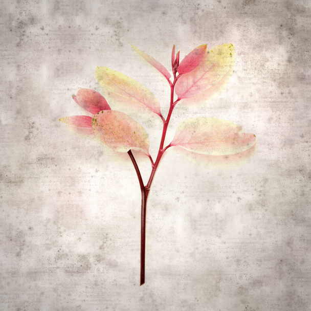 stylish textured old paper background with a twing of snowbush Breynia disticha with pink leaves - Fotografie, Obrázek