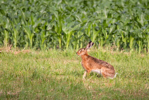Lièvre devant un champ de maïs sur une prairie - Photo, image