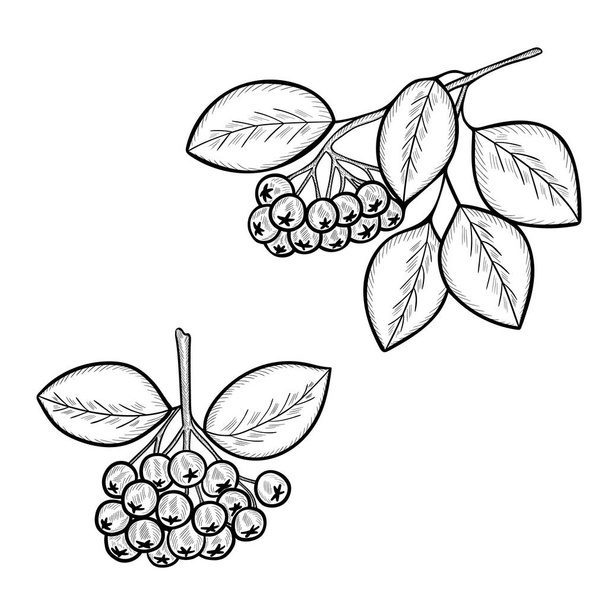 Chokeberry sketch mon - Vektor, kép