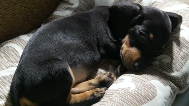 Un piccolo simpatico cucciolo di bassotto nero di due mesi si trova sul letto respirando pesantemente. Cane malato - Filmati, video