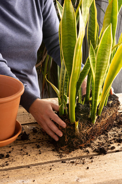 Process of transplanting a home flower Sansevieria into a clay pot, snake plants on a wooden table, woman gardener transplants houseplant - Photo, Image