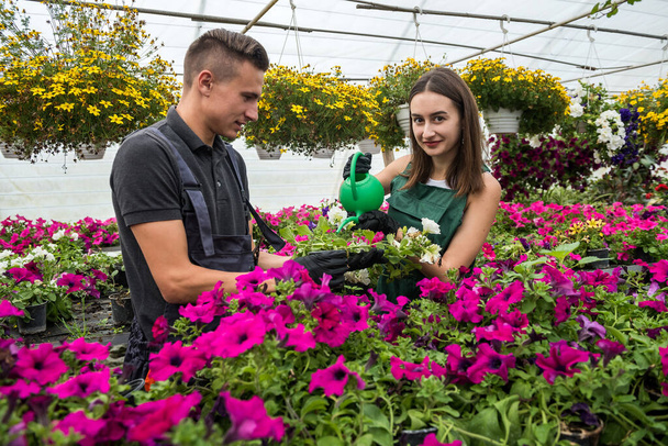 giovane coppia prendersi cura ogni giorno di fiori innaffiandoli in una serra industriale in vendita - Foto, immagini