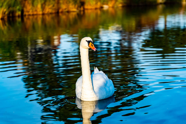 Beautiful white swan swimming in a calm pond. . High quality photo - Foto, Imagem