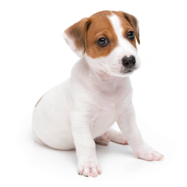 Szczeniak Jack Russell Terrier odizolowany na białym tle. Dog jack terrier siedzi przedni widok studio strzał. - Zdjęcie, obraz