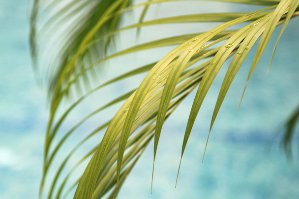 Background palm branch - Φωτογραφία, εικόνα