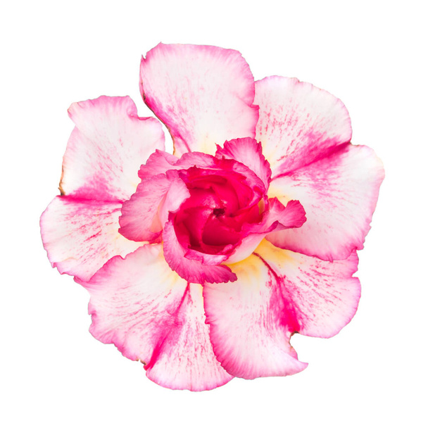 Rosa flor vermelha adenium obesum isolado sobre fundo branco - Foto, Imagem