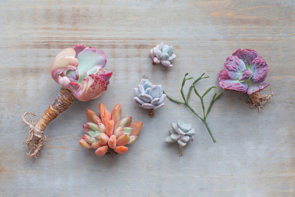 Set of different colorful succulent flowers on vintage wooden background - Photo, Image