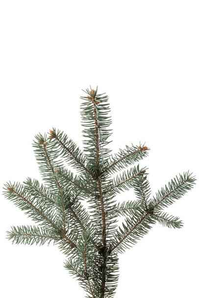 Pine branch isolated on white background. Christmas fir. Fir tree branch. - Photo, Image