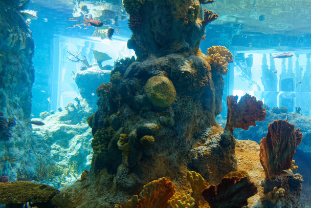 Большой аквариум для тропических рыб и других морских существ. - Фото, изображение