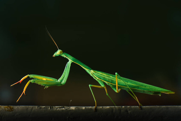 Side view of the green praying mantis, with longer legs and larger than other mantis. - Photo, Image