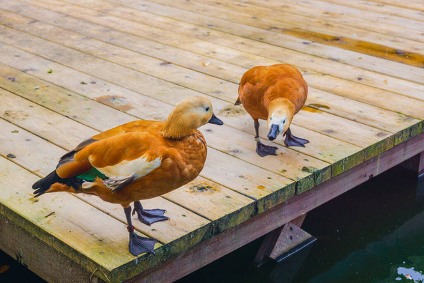 Kahverengi ördek resmi (ördek rengi)) - Fotoğraf, Görsel