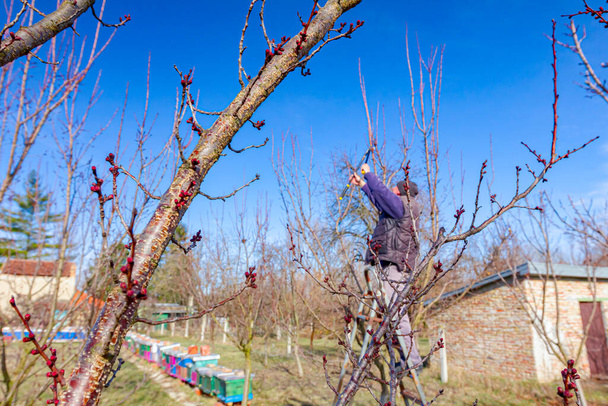 Farmář prořezává větve ovocných stromů v sadu pomocí odřezků na začátku jara pomocí žebříků. - Fotografie, Obrázek