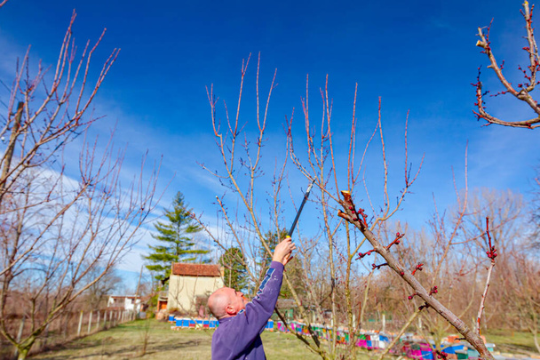Elderly farmer, gardener is pruning branches of fruit trees using long loppers in orchard at early springtime, near bee colony, apiary. - Photo, Image