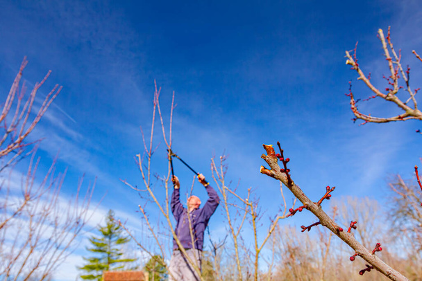 高齢農家、庭師は早春に果樹園で長いローパーを使用して果物の木の枝を剪定しています. - 写真・画像