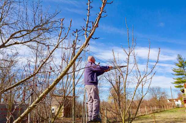 Farmář prořezává větve ovocných stromů v sadu pomocí odřezků na začátku jara pomocí žebříků. - Fotografie, Obrázek