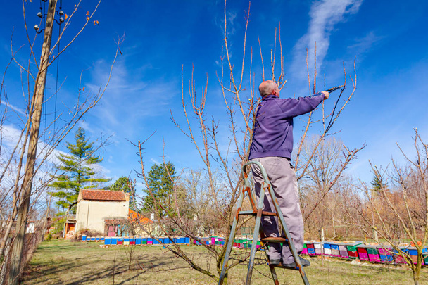 Landwirt schneidet Äste von Obstbäumen im Obstgarten mit Astschere am Frühlingstag mit Leitern. - Foto, Bild