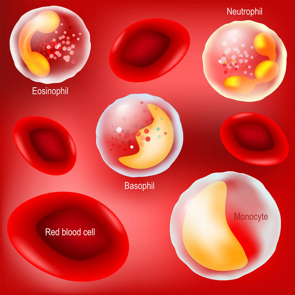 rote Blutkörperchen und weiße Blutkörperchen auf rotem Hintergrund. Leukozyten für Entzündungen, Infektionen oder Krebs. gekennzeichnet. Vektor. Illustration leicht editierbar für Ihre Farbe - Vektor, Bild