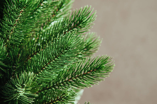 Árvore de Natal sem decorações em um fundo sólido - Foto, Imagem
