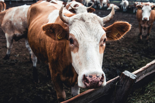 Cows on the form. Milk, meat production. Household animals. - Fotó, kép